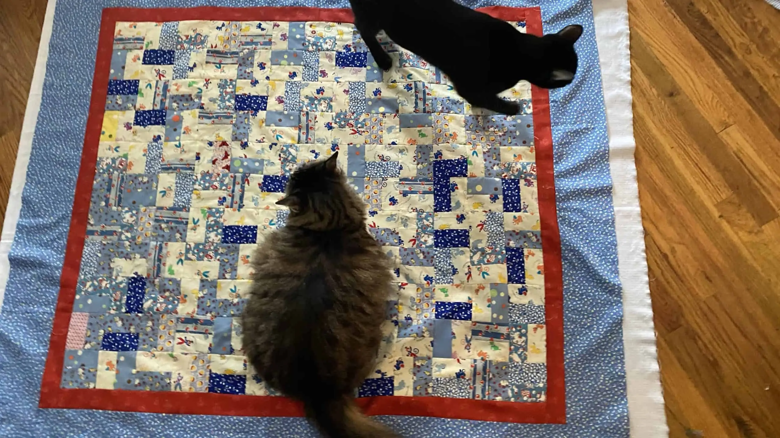 cats and quilts